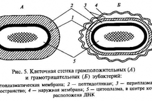 Struktura komórki roślinnej